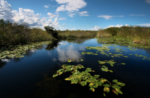 Everglades